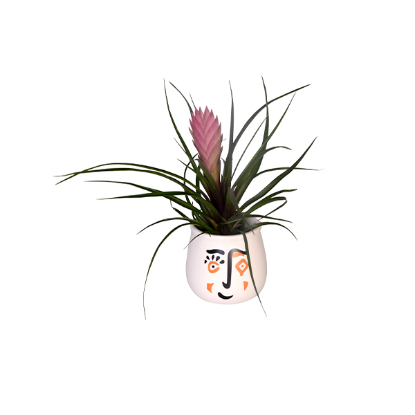 Воздушное Херб Tillandsia 2