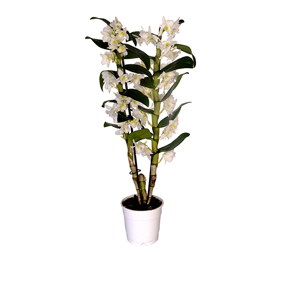 Dendrobiun (Bambu Orkidesi)