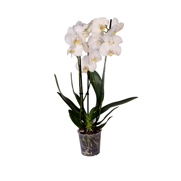 3 Dall Beyaz Orkide 2