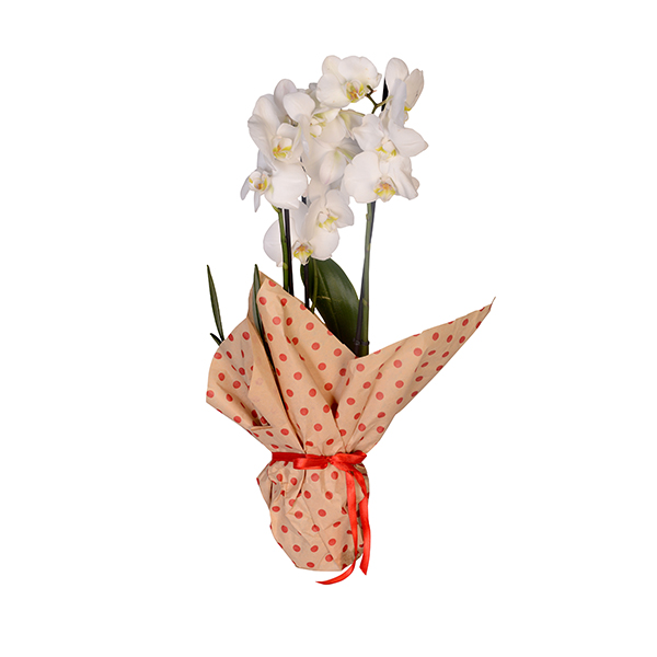 3 Dall Beyaz Orkide 1