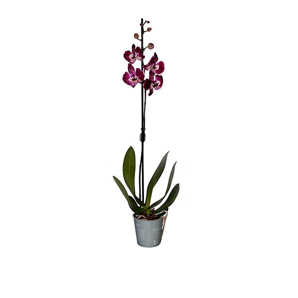 Tek Dal Alacal Orkide 1